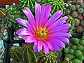 Echinocereus viereckii.