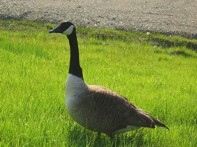 File:Geese 6.jpg