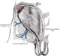 O anel inguinal subcutâneo.