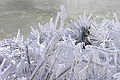 Ice-encrusted bushes near Horseshoe Falls in winter