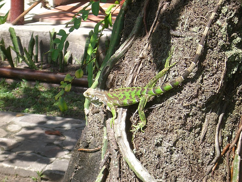 File:Iguana-Canaima-Venezuela06.JPG