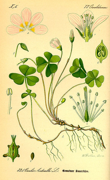 File:Illustration Oxalis acetosella0.jpg