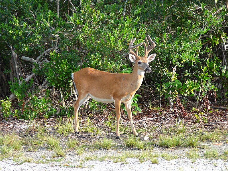 File:Key deer male.jpg