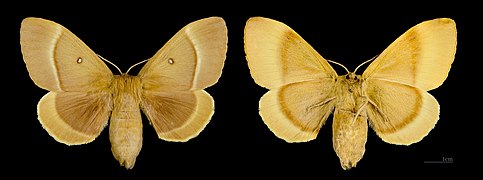 Female, dorsal left