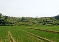 Sawah di Pulau Samosir