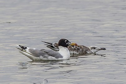 adult with juvenile, Romania