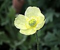 Papaver lapponicum