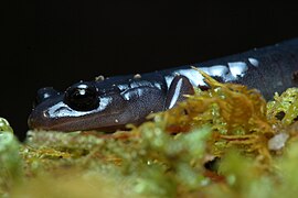 Plethodon shermani Stanton 5.jpg