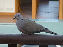 Streptopelia decaocto 03.jpg