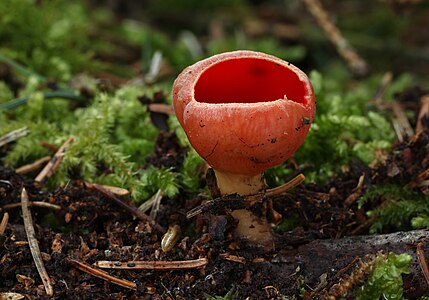 Sarcoscypha austriaca (Scarlet Elfcup)