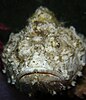 False stonefish