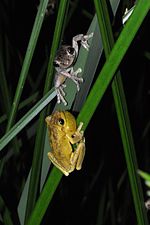 A pair of Tyler's Tree Frogs (Litoria tyleri) at Lisarow.