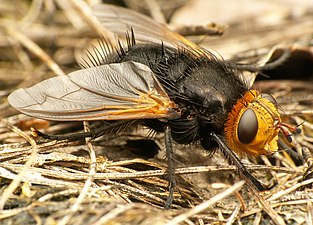 Tachina grossa