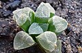 Haworthia pygmaea has flat, rough, scabrous or papillate leaf surfaces.