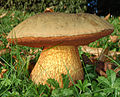 Boletus luridus mushroom