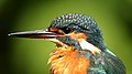 * Nomination Head of Common kingfisher (Alcedo atthis) in Natura 2000 protected area Greto dello Scrivia. By User:Maurizio Carlini --Civvì 18:54, 15 October 2024 (UTC) * Promotion  Support Good quality. --Plozessor 03:15, 16 October 2024 (UTC)