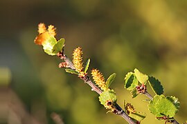 Abisko nationalpark Betula nana 1.jpg