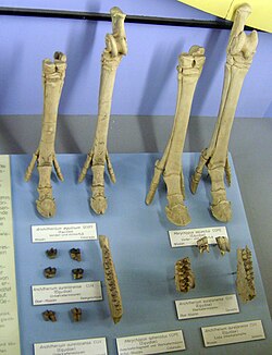 Anchitherium aurelianense, Hypohippus equinus, Merychippus sejunctus, and M. sphenodus fossils in Museum für Naturkunde, Berlin