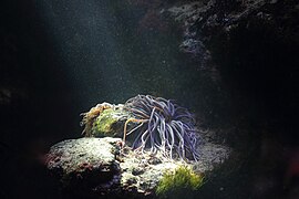 Anemone no acuario do zoo de Schönbrunn, Austria