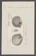 Anomia membranacea - - Print - Iconographia Zoologica - Special Collections University of Amsterdam - UBAINV0274 074 06 0007.tif