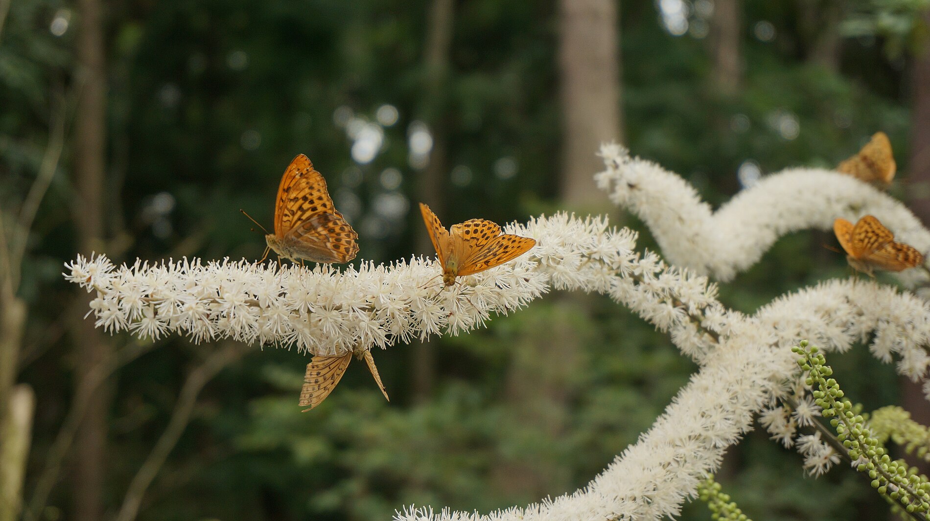 Papillon.