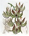 Cycnoches loddigesii plate 1742 in: Edwards's Bot. Register (Orchidaceae), vol. 21, (1836)