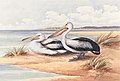 Australian Pelican