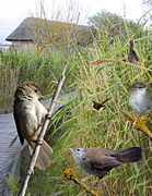 ID composite, Britain