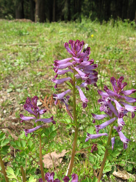 File:Corydalis incisa 02.jpg