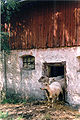 Three sheep in Halmstad, Sweden.