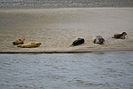 Sälar på en sandbank vid Fanø