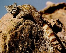 Gato andino (leopardus jacobita)