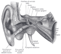 Orella externa i mitjana (costat dret), vista frontal.