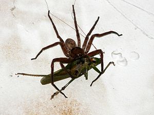 Huntsman spider in Sydney making a meal of a grasshopper it has caught.