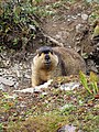 Himalayan Marmot