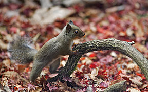 Sciurus lis (Japanese Squirrel)