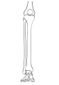 Anterior compartment of leg and foot