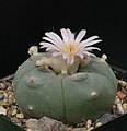 Lophophora williamsii