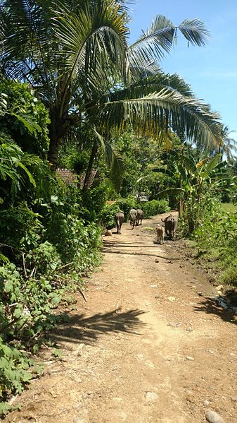 File:Path in Lombok 2.jpg