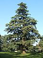 ヒマラヤスギ属の樹形の例 Cedrus deodata