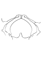 Pelvic diaphragm