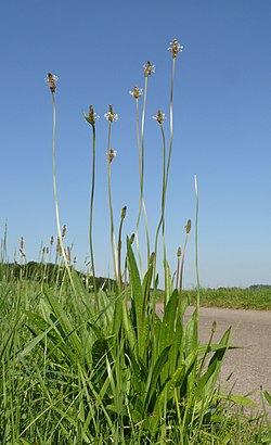 Heinäratamo (Plantago lanceolata)