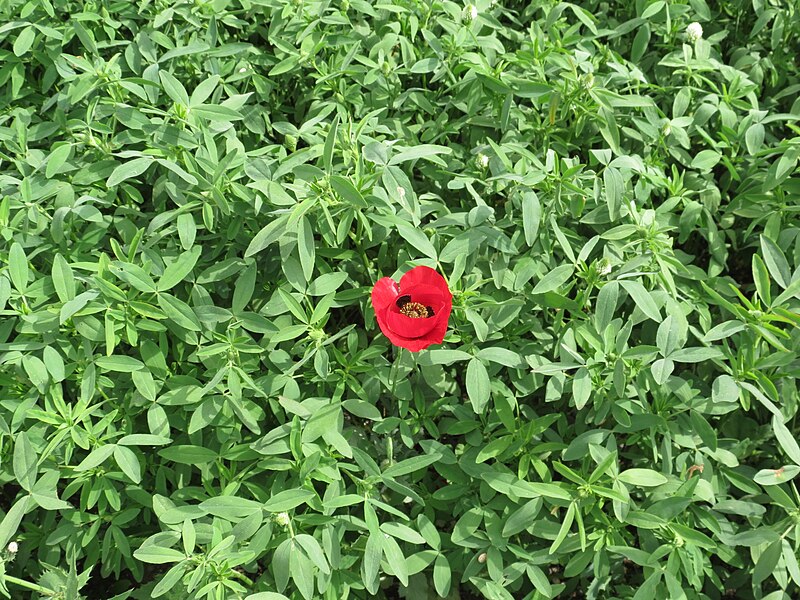 File:Poppies in Kfar Nin, Israel 16.jpg