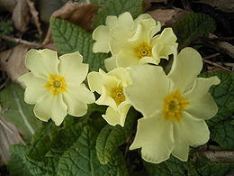 Primula vulgaris