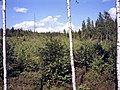 Birch forest near Ruovesi