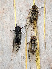 A Red-eye Cicada and two Razor Grinders on a Blue Gum trunk in Lisarow NSW.