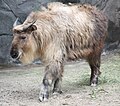 National animal of Bhutan ĉefa kategorio: Budorcas taxicolor tibetana