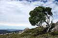 Snow gum