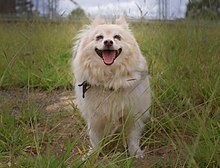 Male Japanese Spitz