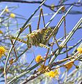 Loài cào cào Chlorobalius leucoviridis giả tiếng gáy của con Cicadas mái dễ dụ con Cicadas trống đến cho chúng ăn thịt [15]